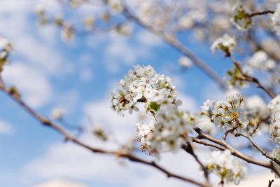 Low angle view of cherry blossoms in spring