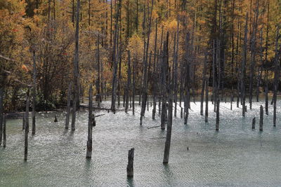 Scenic view of lake in forest