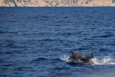 Mother and calf bottlenose dolphins