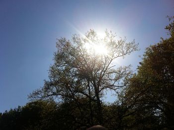 Sun shining through trees