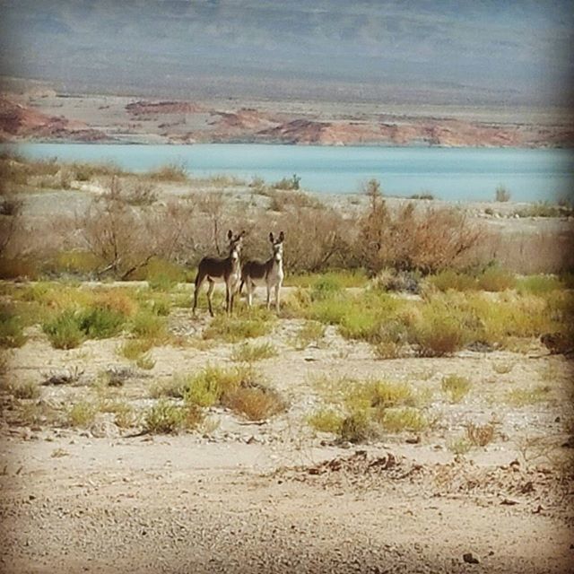 animal themes, animals in the wild, wildlife, water, mammal, one animal, nature, deer, standing, full length, field, side view, lake, grass, tranquility, forest, tranquil scene, landscape, beauty in nature, two animals