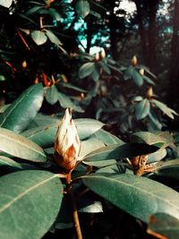 Close-up of flowering plant leaves