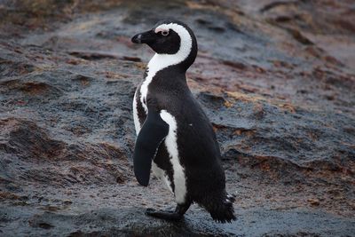 Close-up of penguin