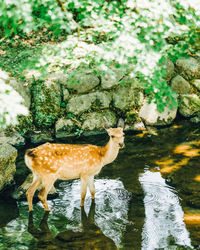 View of turtle in lake