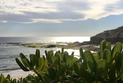 Close-up of cactus growing by sea against sky