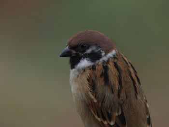 Close-up of bird