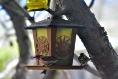 Close-up of bird perching on tree trunk