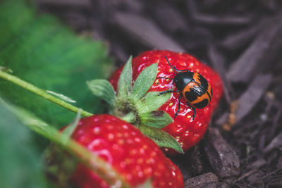 Milkweed leaf beetle invading a strawberry plant