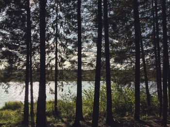 Pine trees in forest