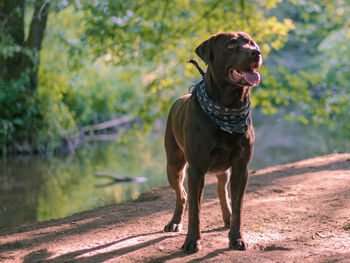 Dog looking away on forest