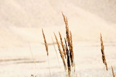 Close-up of stalks in field against sky