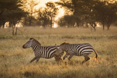 Zebras on a field