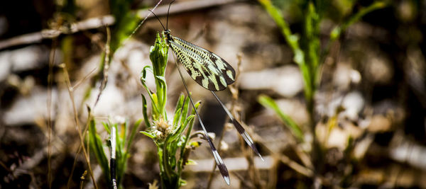 Close-up of insect on plant