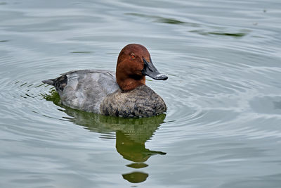 High angle view of duck swimming on lake