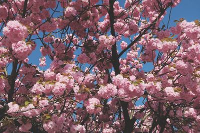 Low angle view of pink cherry blossom