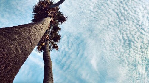 Low angle view of palm trees against cloudy sky