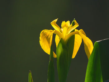 Close-up of yellow flowers against gray background