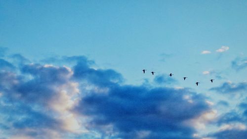 Low angle view of bird flying in sky