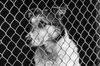 Close-up of cat seen through chainlink fence