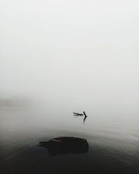 Foggy lake