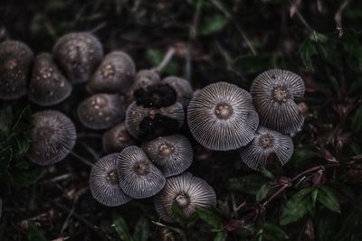 Close-up of mushrooms growing on field