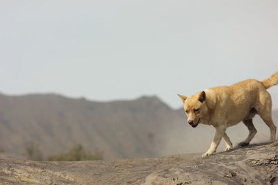 View of a cat on rock against clear sky