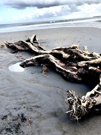 Driftwood on beach