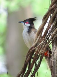 Perching red whiskered bulbul