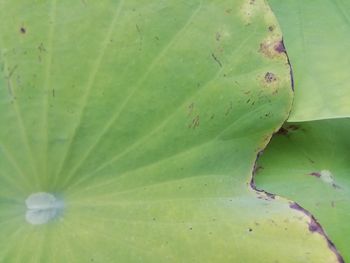 Close-up of succulent plant leaves