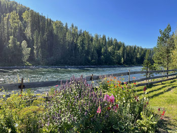 Well-groomed garden on the banks of the river, overgrown with coniferous forest. altai, russia
