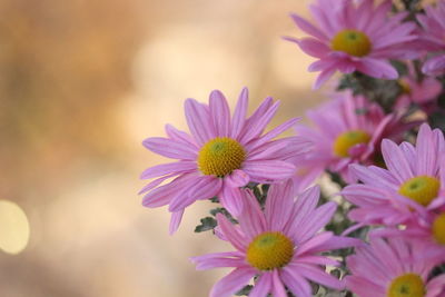 Close-up of pink flowering plants