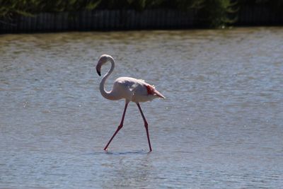 Bird on lake