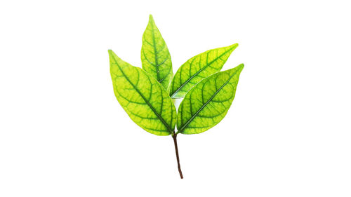 Close-up of green leaves against white background