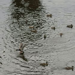 Bird swimming in lake