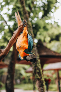 Orange blue cockatoo exotic parrot in the bird park. wildlife scene in tropic forest.