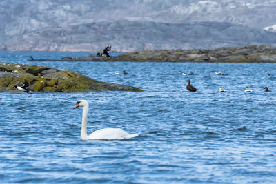 A variety of seabirds on the west coast of sweden.