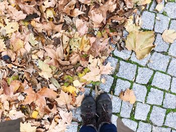 Low section of person standing on maple leaves