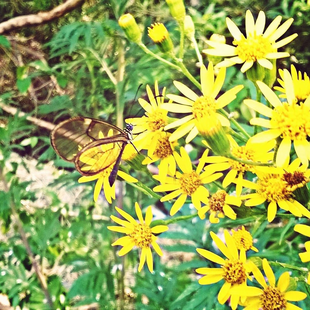 flower, yellow, insect, one animal, animals in the wild, animal themes, fragility, freshness, wildlife, petal, growth, beauty in nature, pollination, flower head, plant, nature, butterfly - insect, focus on foreground, close-up, blooming