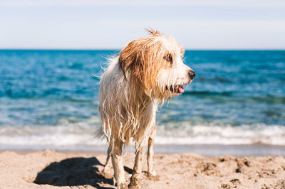 Close-up of a dog on beach