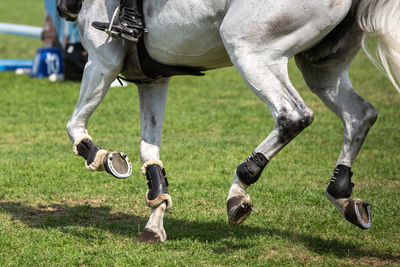 Horse jumping, equestrian sports, show jumping competition themed photograph.