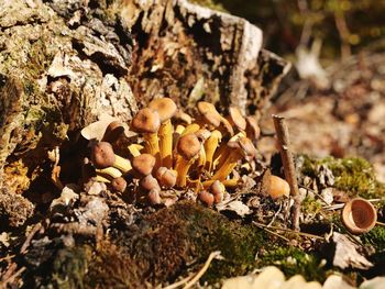 Close-up of mushrooms growing on field