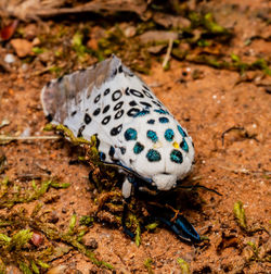 High angle view of butterfly on ground