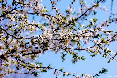 Low angle view of cherry blossoms against sky