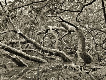 Bare trees against the sky