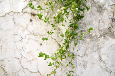 Close-up of plant against wall