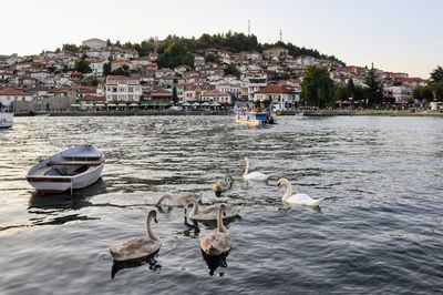 Ducks in a lake