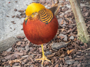 Close-up of bird perching on ground