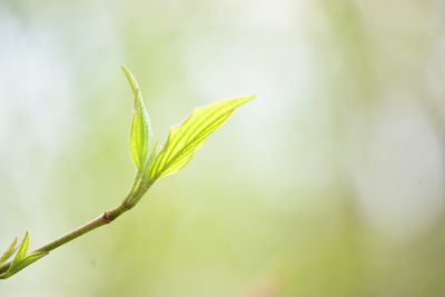 Close-up of plant leaves