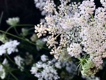 Close-up of white flowers blooming in park