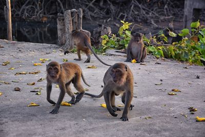 Macaque long tailed monkey close-up phuket town river genus macaca cercopithecinae thailand asia